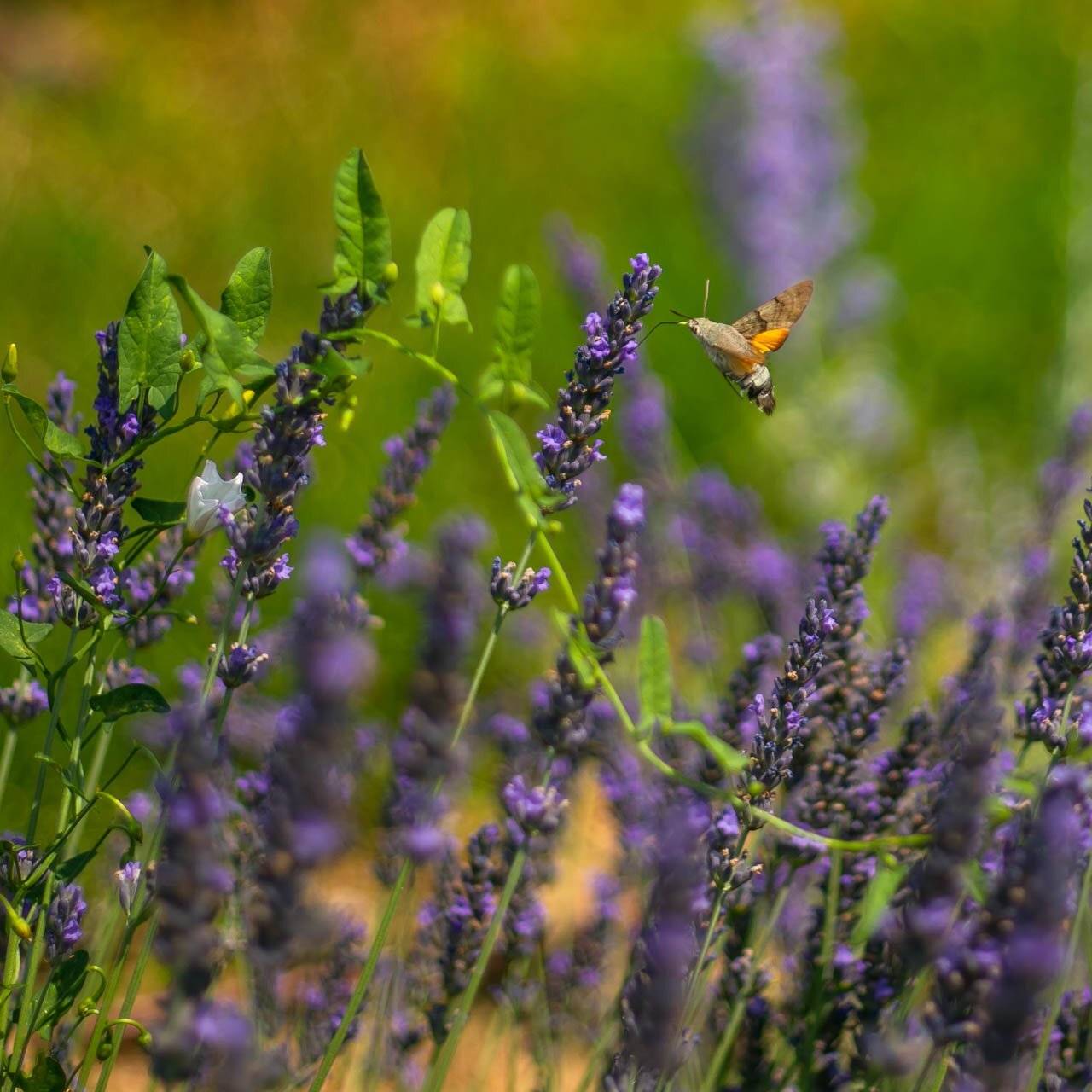 , Елена Маковоз