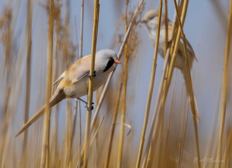 Усатая синица фото превью