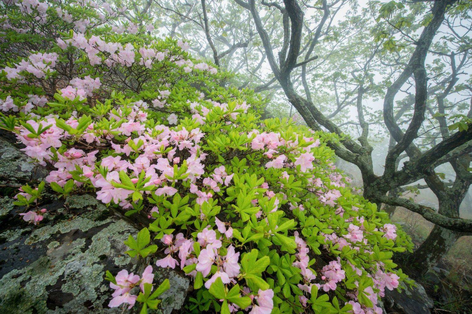 Приморье, Приморский край, рододендрон, Морской заповедник, Виталий Берков