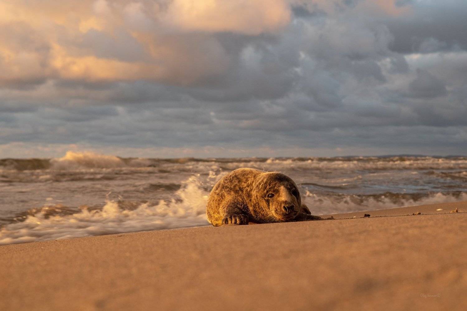животные, тюлень, море, балтика, балтийск, балтийское море, Олег Иванов