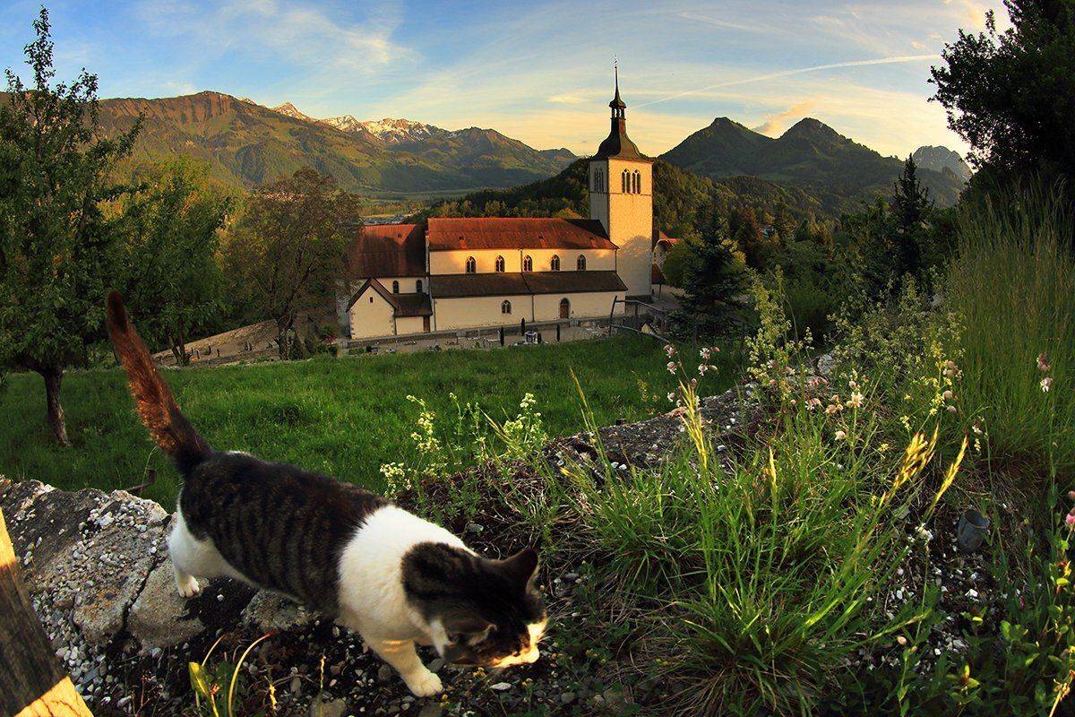 swiss, Матвеев Николай