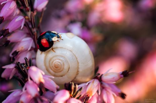 В зарослях эрики