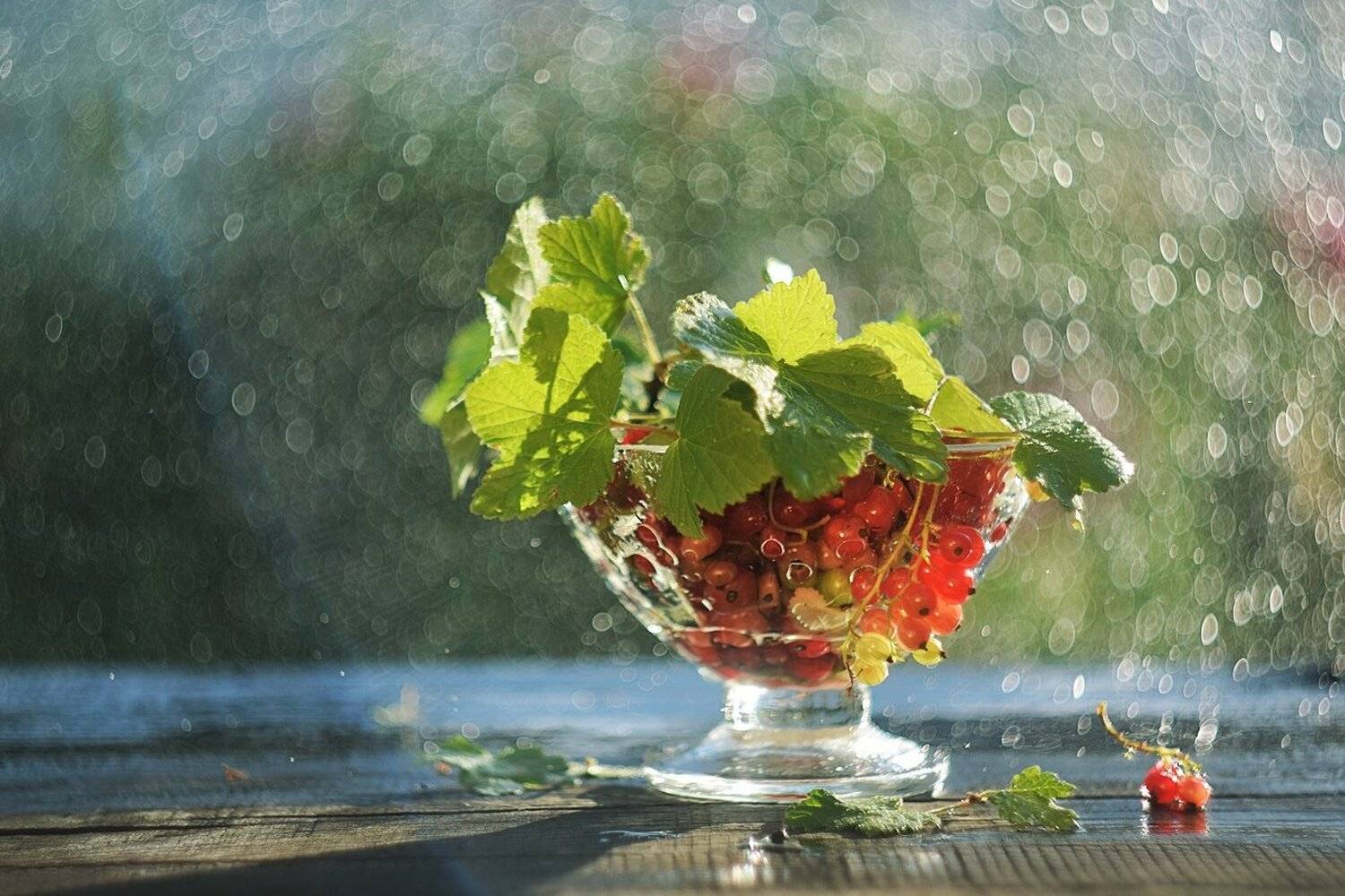 , Лапшина Владлена