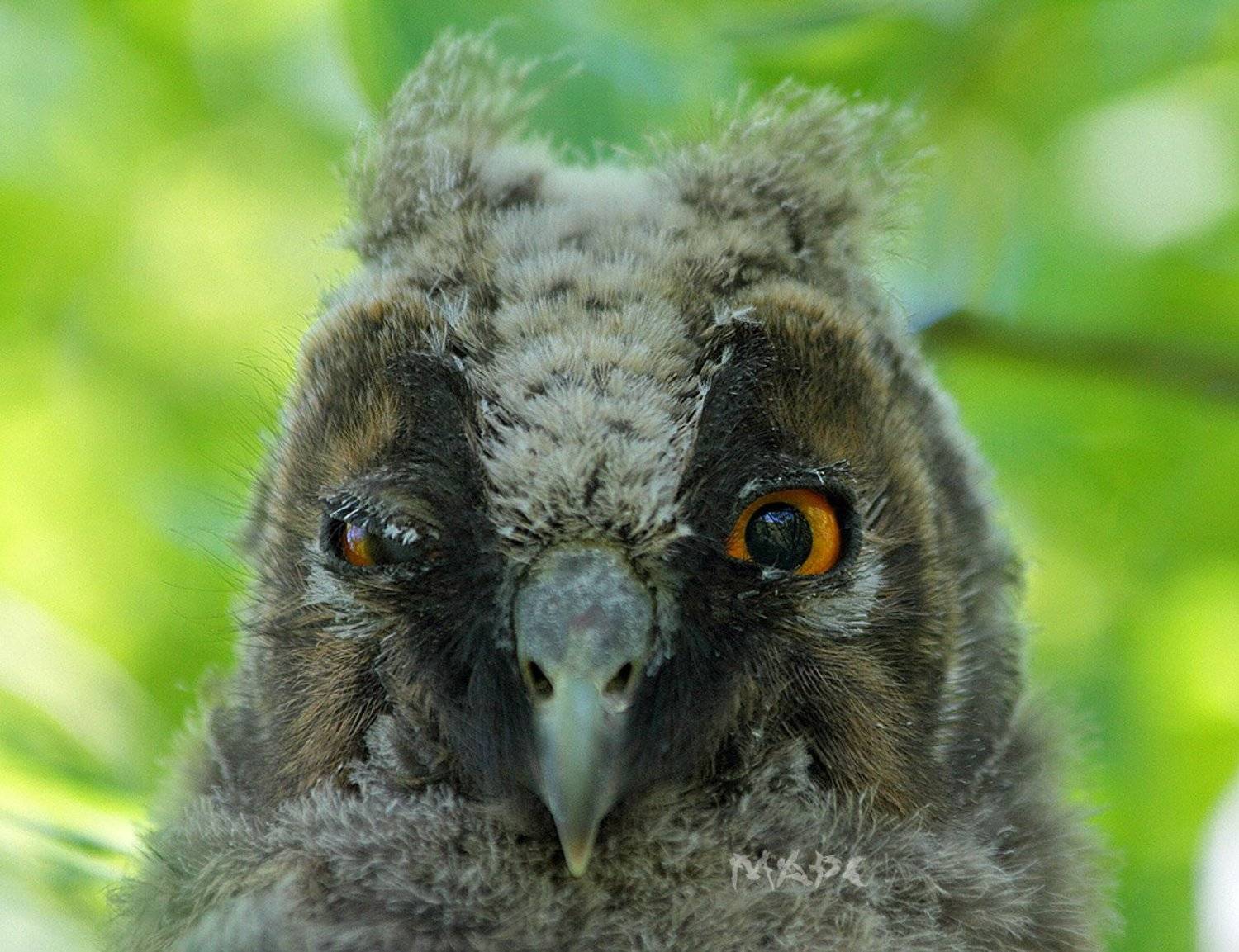 животные птицы ушастая сова птенец, Шангареев Марс