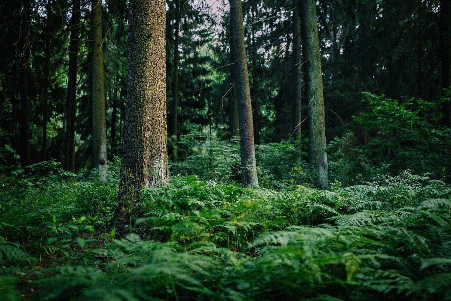 , Копычко Михаил