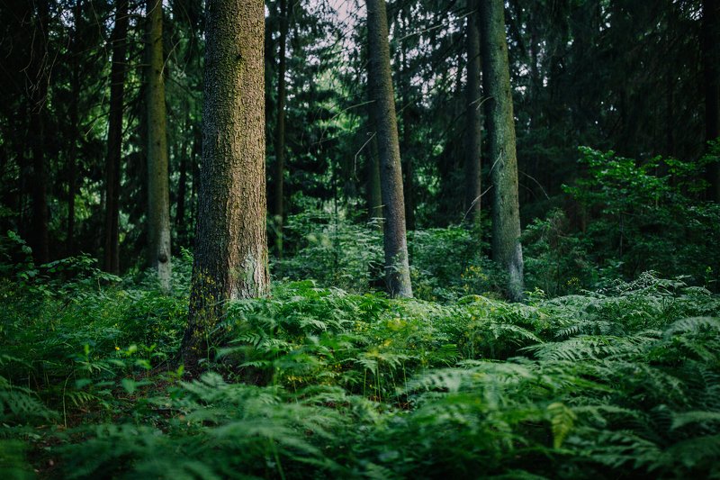 Тихий вечер фото превью