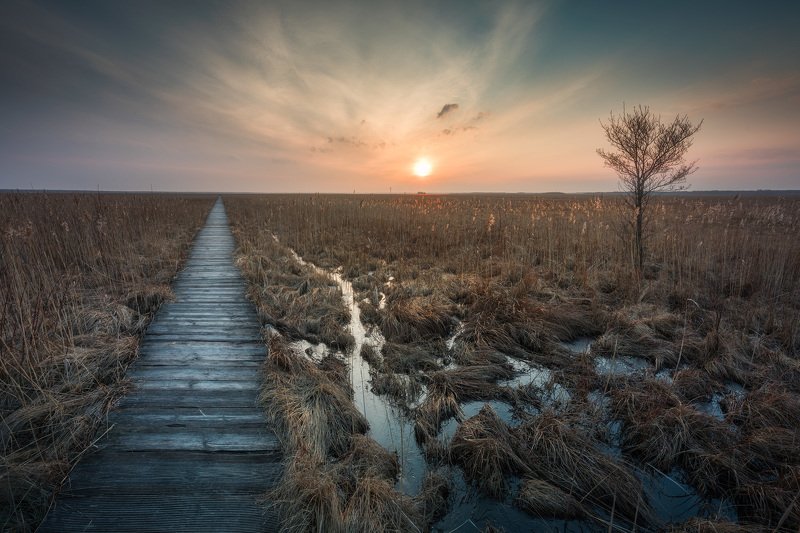 swamp grass sky mood clouds tree sun sunset Podlasie Poland You shall lead me along this path... фото превью