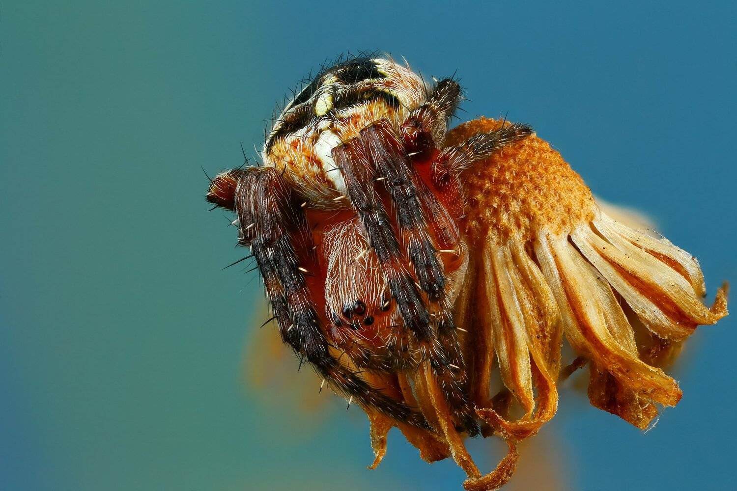 паук,макро,природа,растение,цвет,синий,животное, Андрей Шаповалов