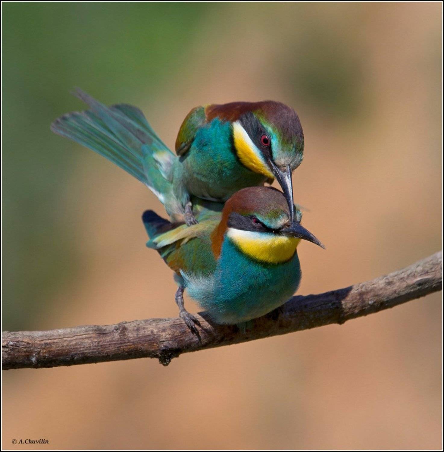 птицы,щурки,любовь,яркая,май, Александр Чувилин