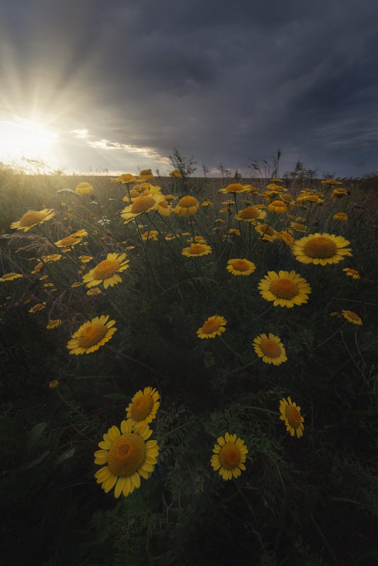 After rain  фото превью