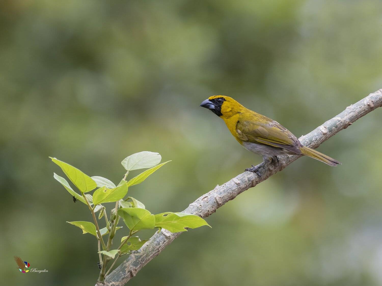 , Fernando Burgalin Sequeira