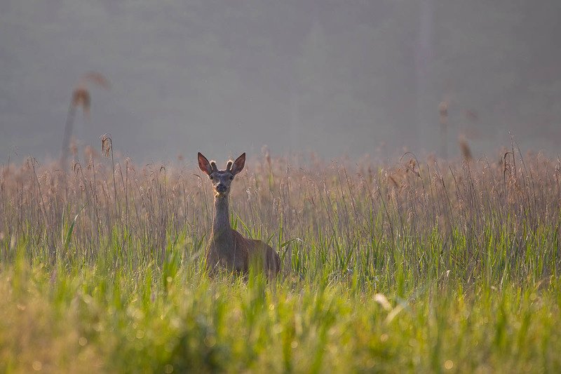 Jeleń  фото превью