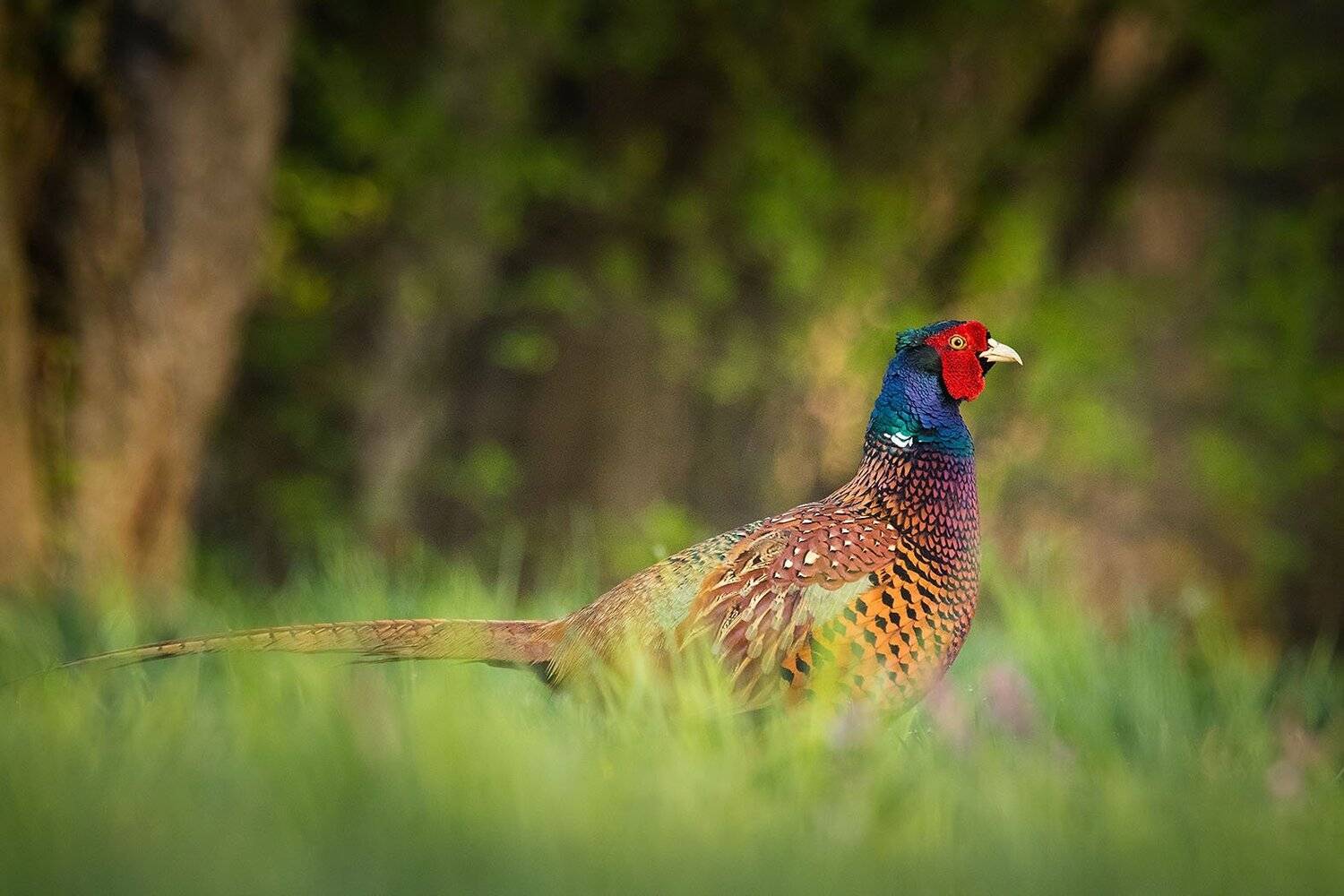 Pheasant. Автор: Robert Adamec , Robert Adamec