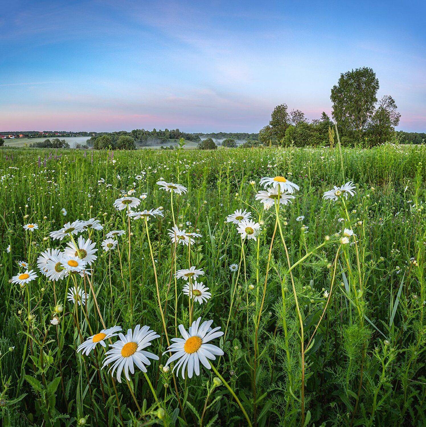 , Николай Андреев