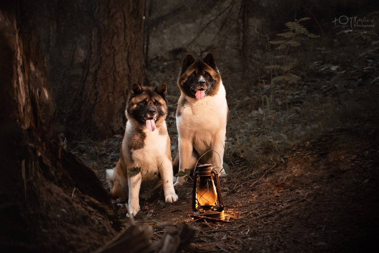 , Наталия Поникарова