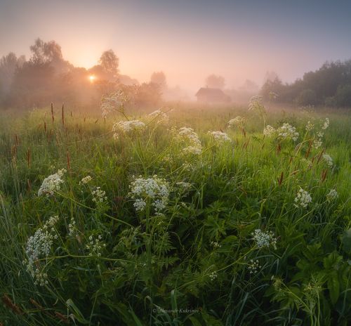 Туманная нега июньского утра...