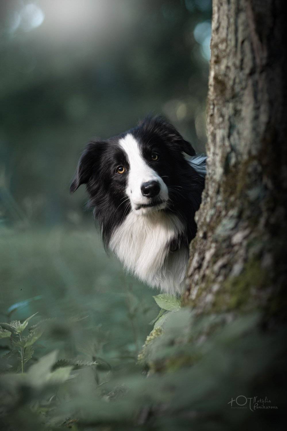 , Наталия Поникарова