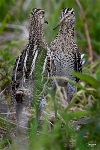 Боевая стойка