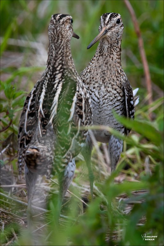 дупель, сергиев, посад, пересвет, лобанов Боевая стойка фото превью