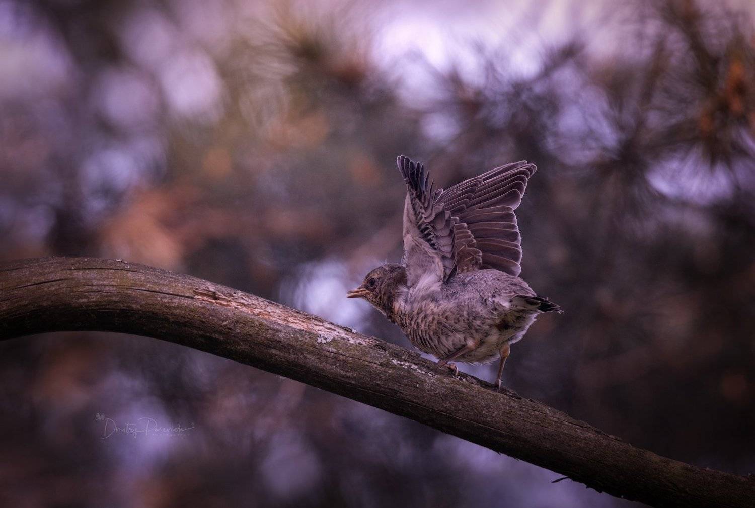 природа, лес, поля, огороды, животные, птицы, макро, Дмитрий Посевич