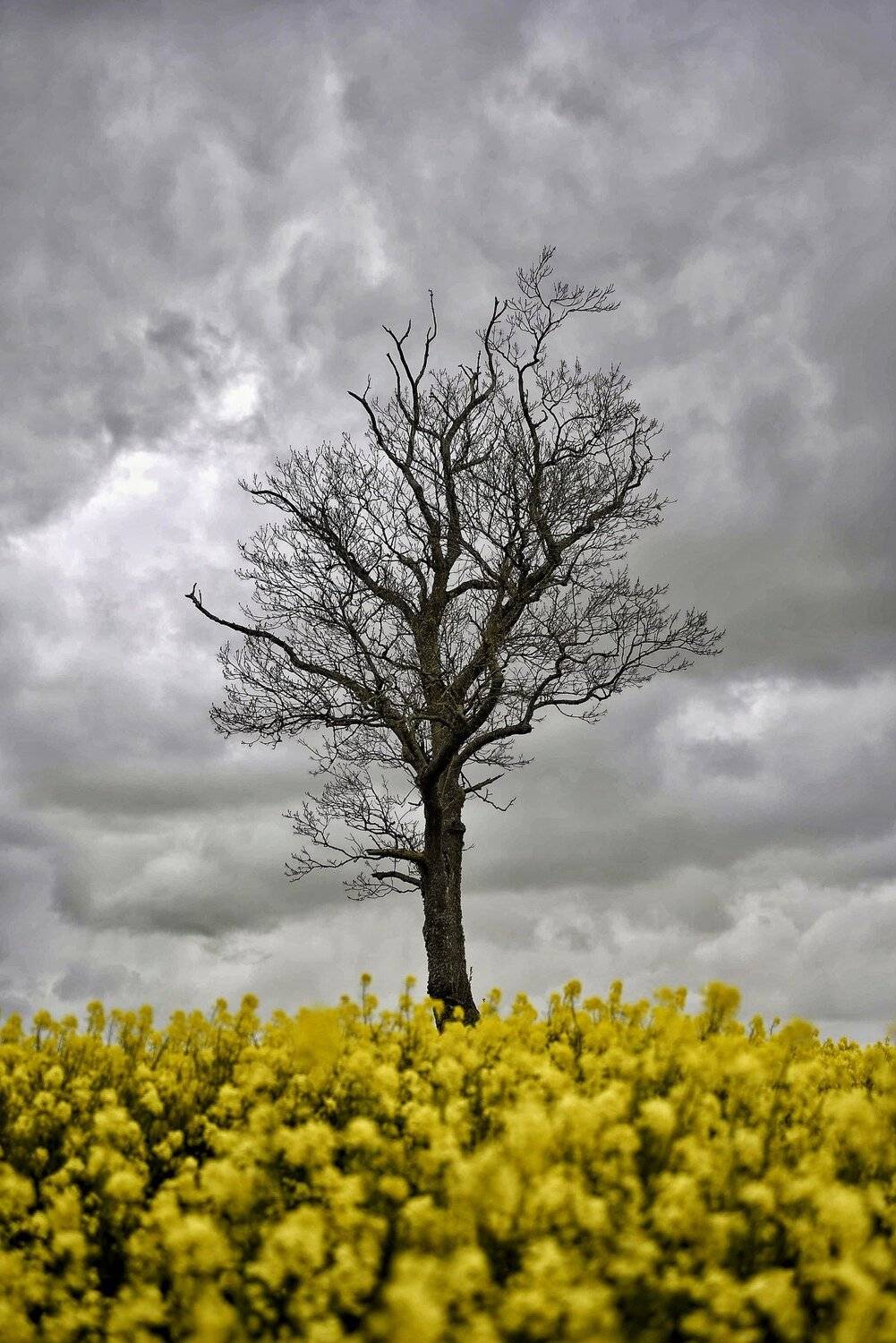 , Владимир Леликов-Кузьменко