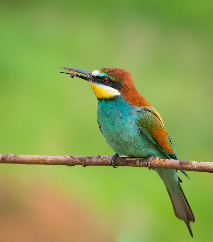 золотистая щурка, european bee-eater, merops apiaster Золотистая Щурка фото превью