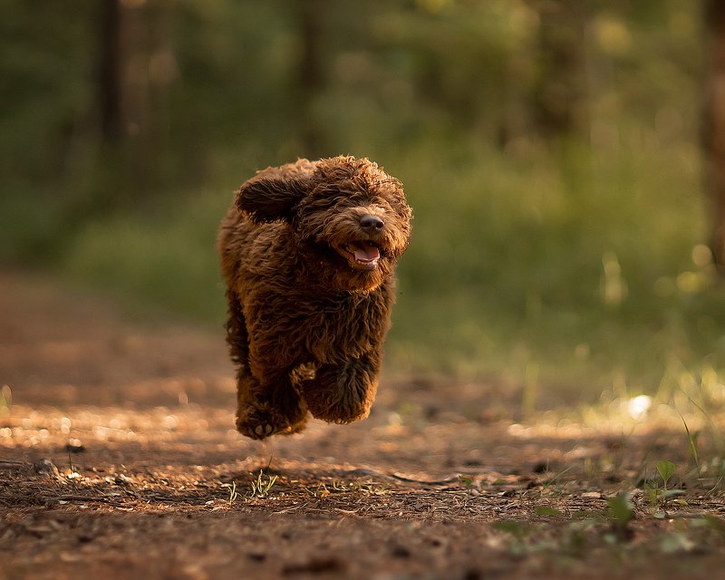 портрет Лесовичок Стеша фото превью