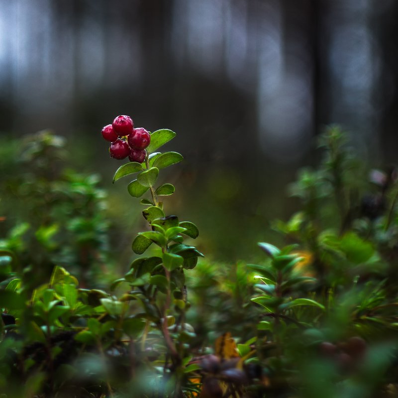 *** фото превью