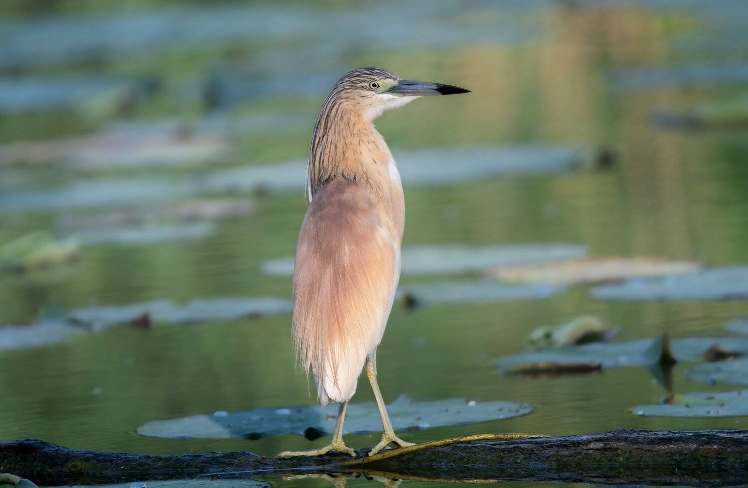 , Alexander Plekhanov