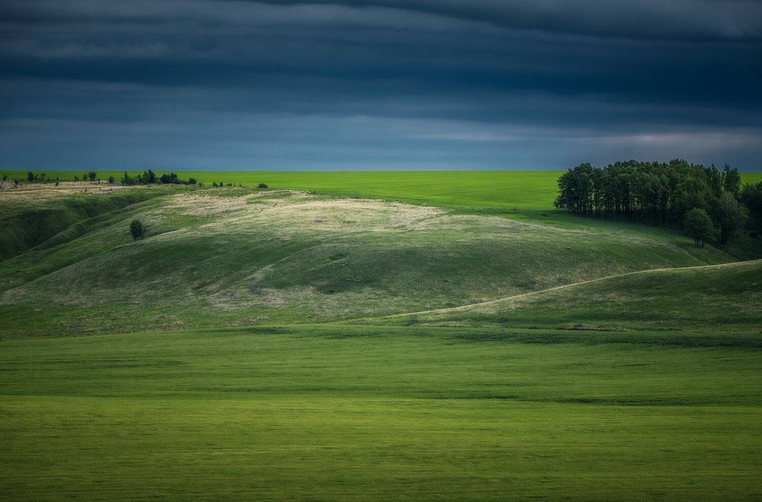 тульская область, поле, природа, утро, Виталий Левыкин