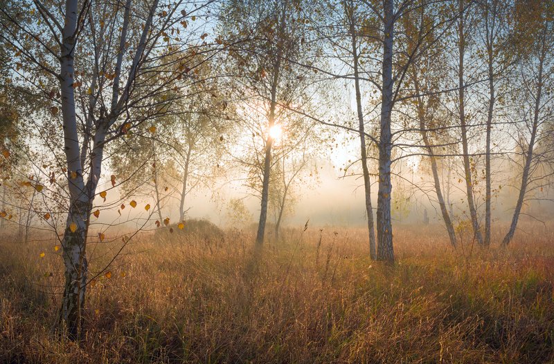луг, осень, октябрь, утро, рассвет, туман Мгновения рассвета фото превью