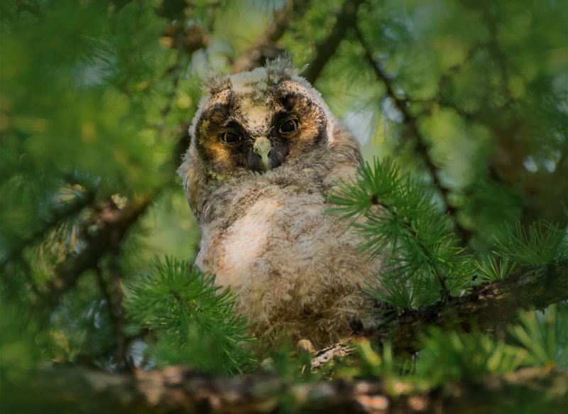 хищная птица, сова, лес, взглядом говорит.. фото превью