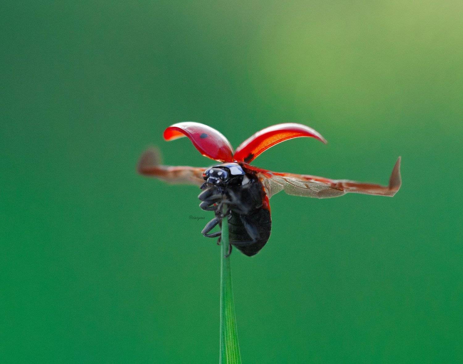 макро, природа, nature, macro, насекомые, insect, ladybug, божьякоровка, Юлия Хворостяная
