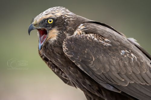 Błotniak stawowy