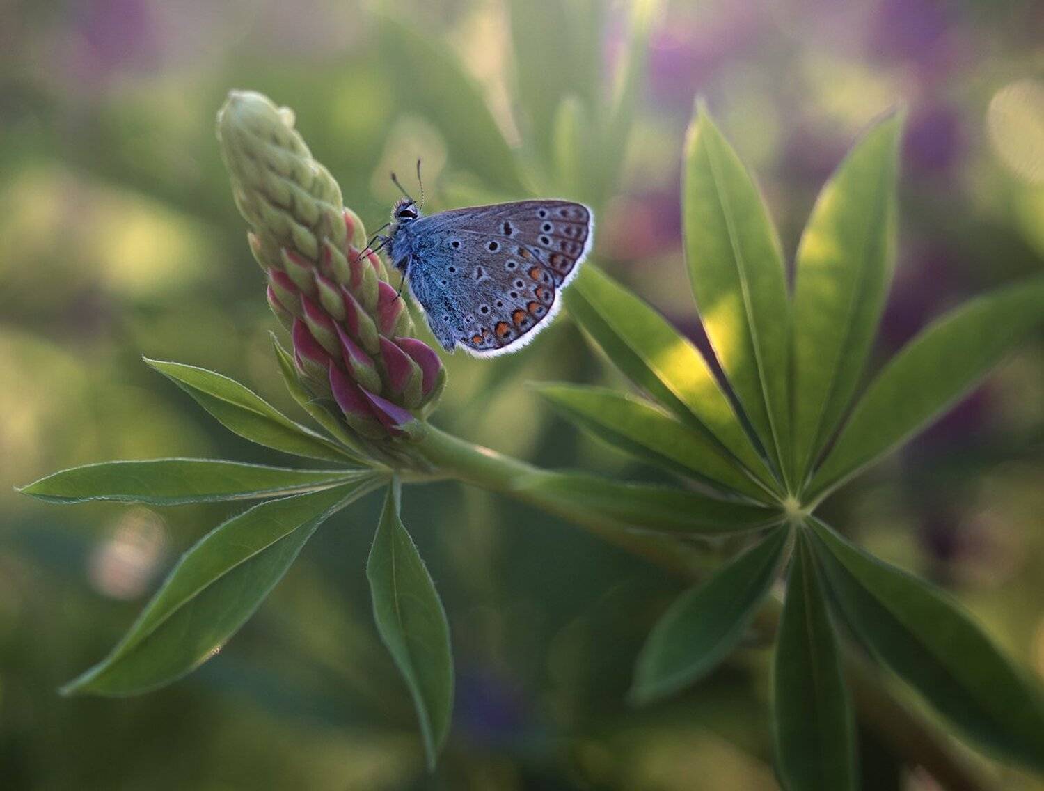 , Баранов Олег