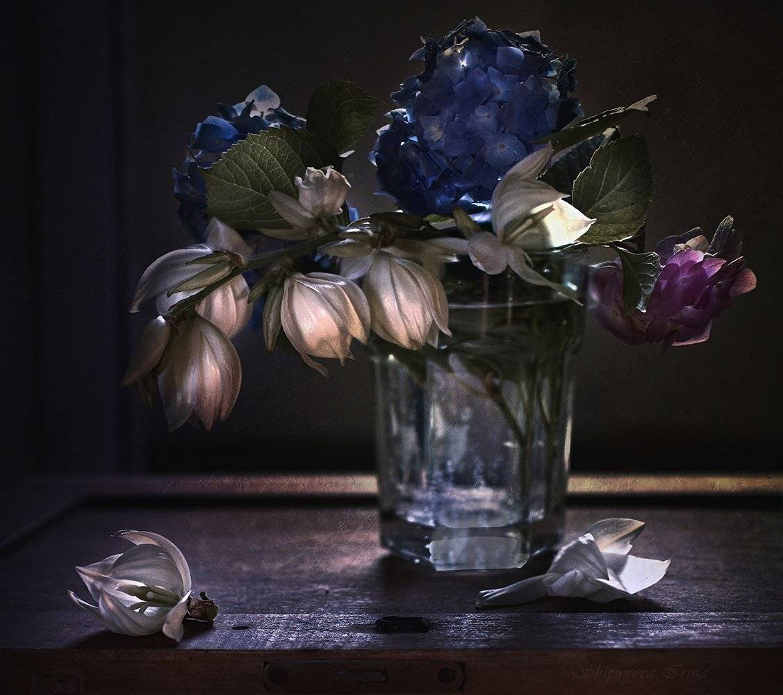 , Шипунова Ирина