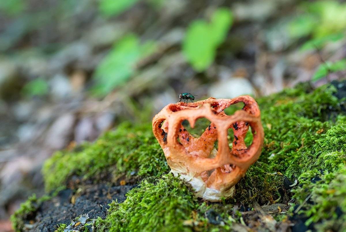 природа, грибы, макро, краснокнижник, решеточник, Александр Земляной