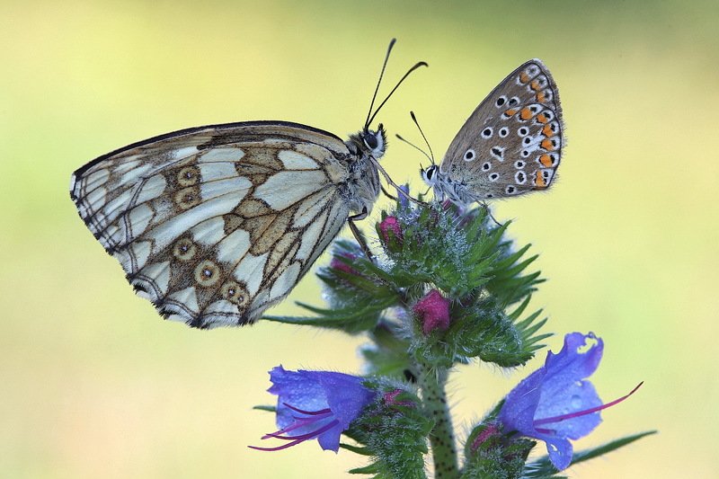 *** фото превью