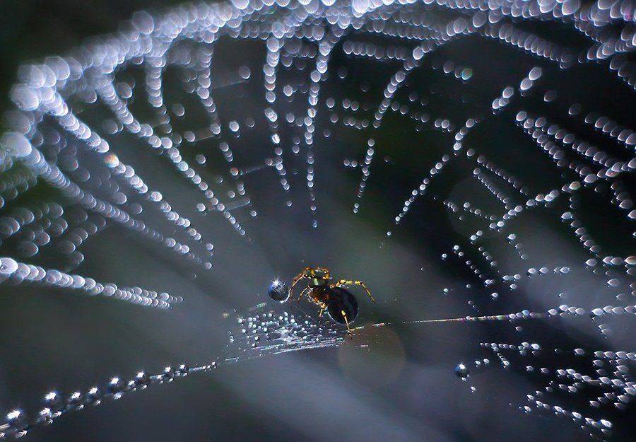 , Галина Горькавая