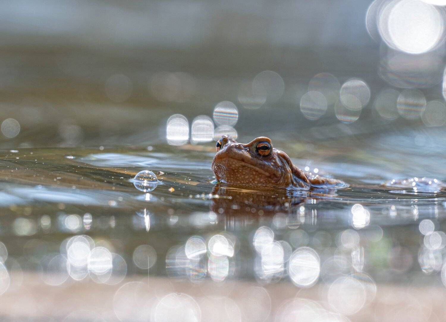 жабы,природа, весна, Андрей Киселёв