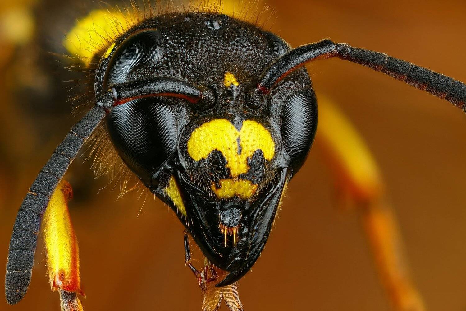 оса,макро,природа,цвет,желтый,портрет, Андрей Шаповалов