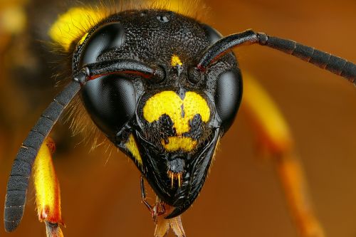 Голова-капля