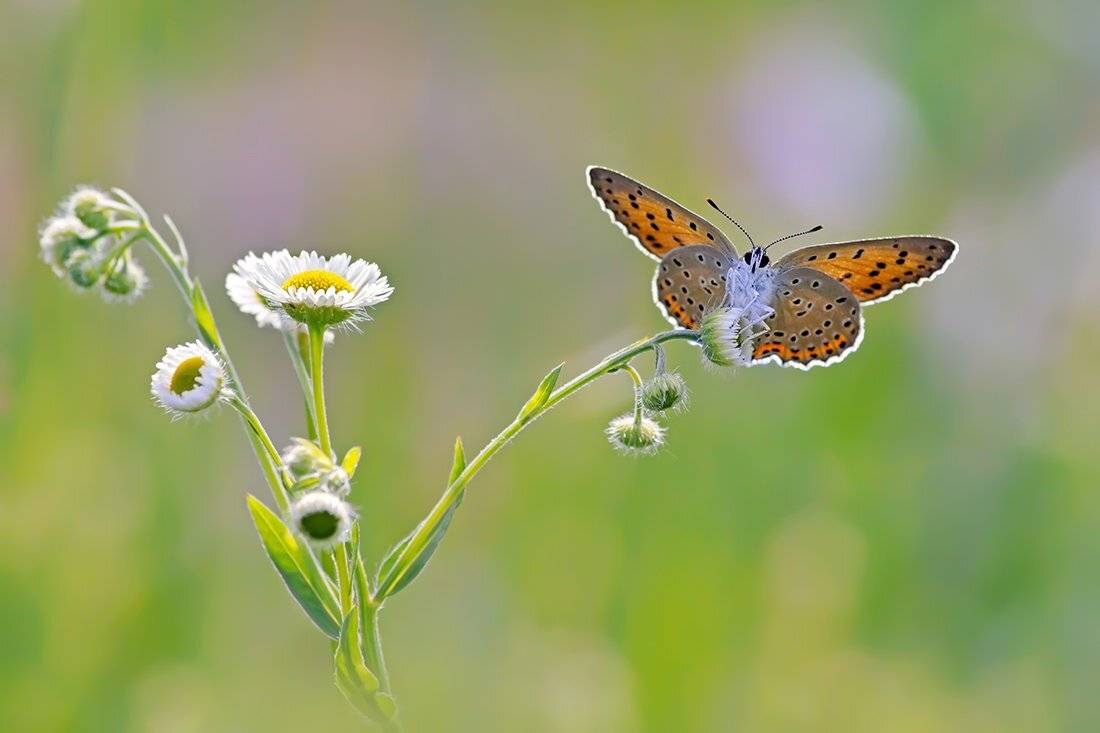 , Чепленко Алексей