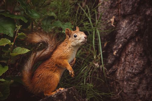 Рыжая банда )