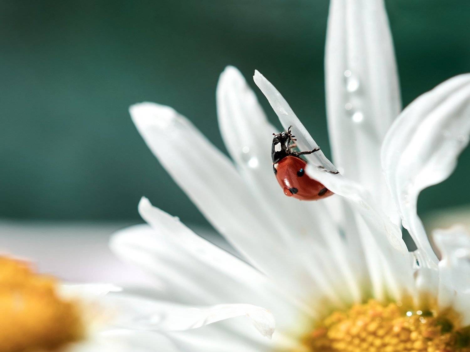 macro, nikon, nature,sigma, цветы, макро, боке, Анна Дегтярёва