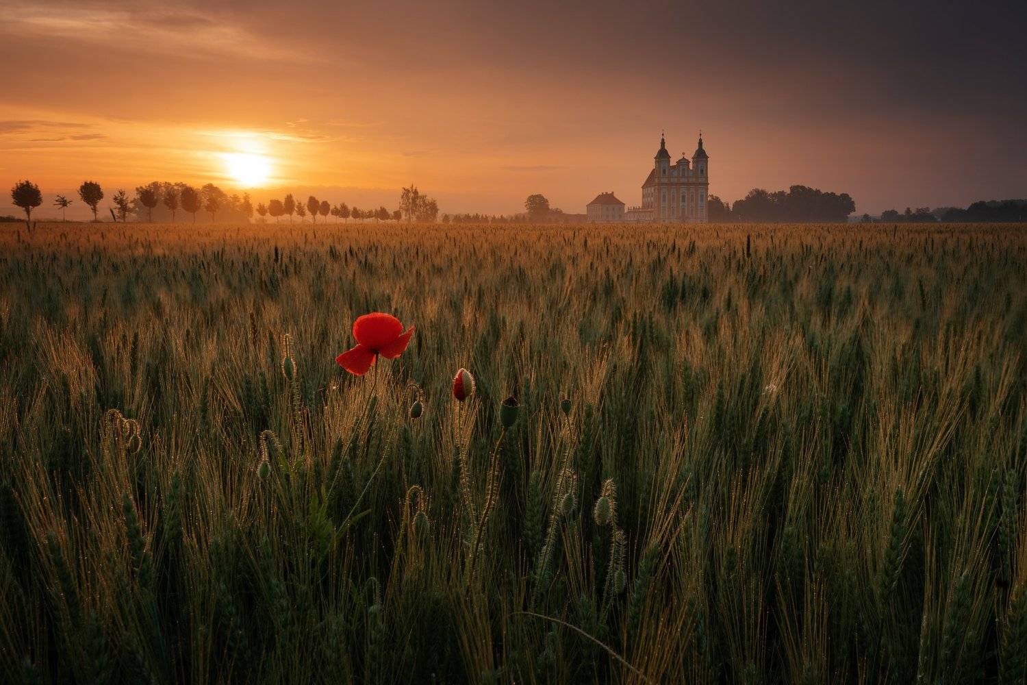 sunrise, landscapes, field, sky, Milan Samochin