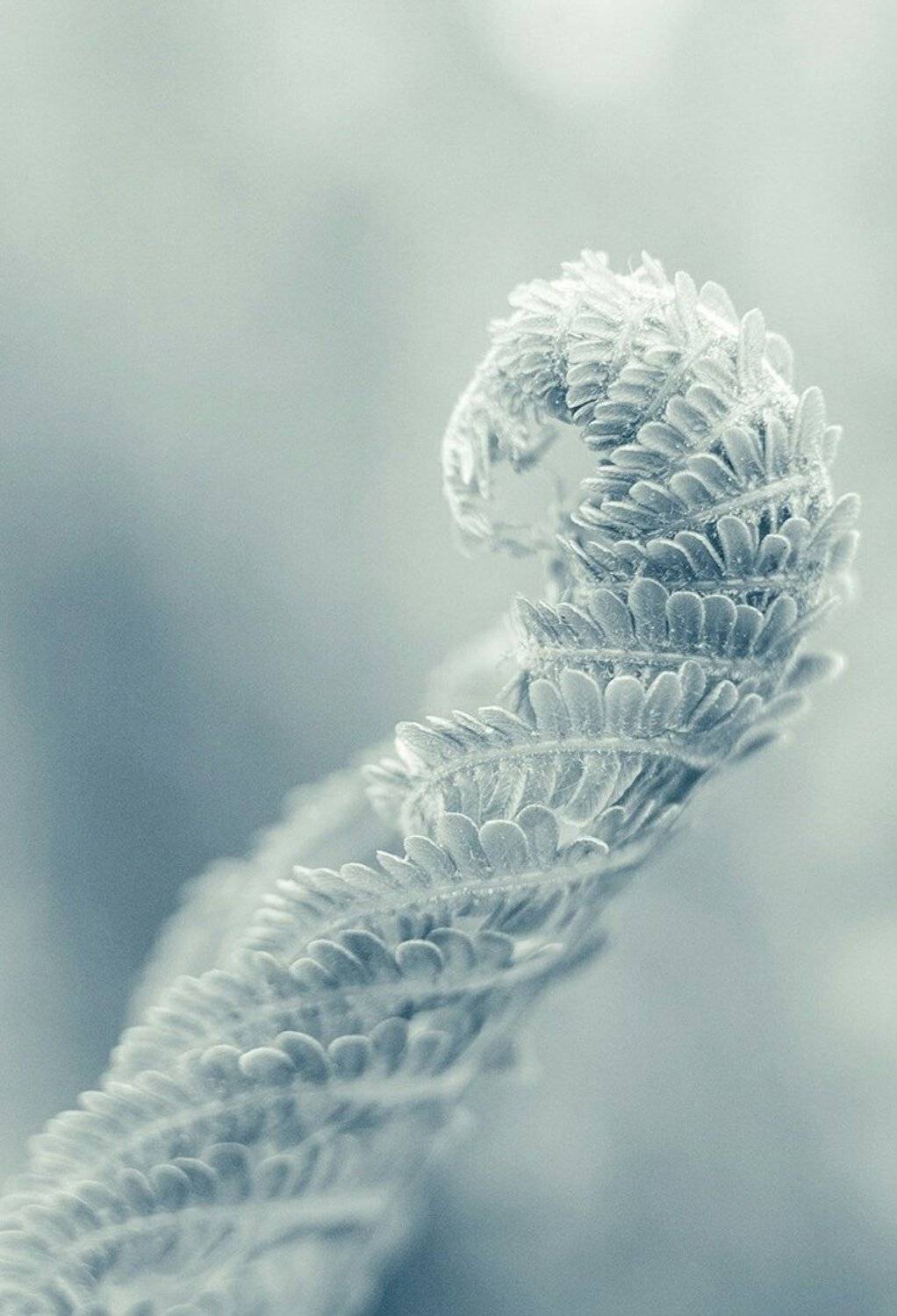 макро, папоротник, природа, растение, лето, цвет, свет, фон, , Дмитрий Гусалов