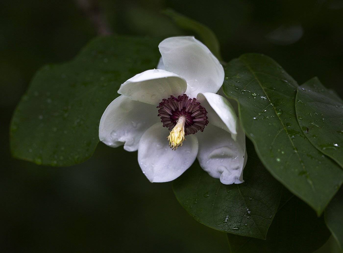 магнолия зибольда владивосток июнь, Евгений Слободской