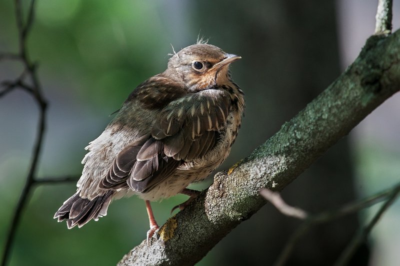 Кормление дрозда рябинника)) фото превью