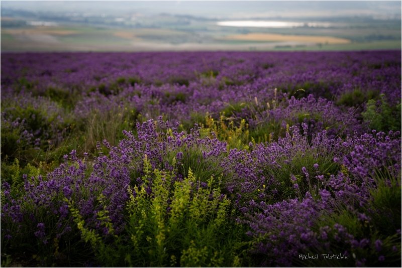 Lavanda фото превью